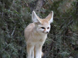 A sail fox