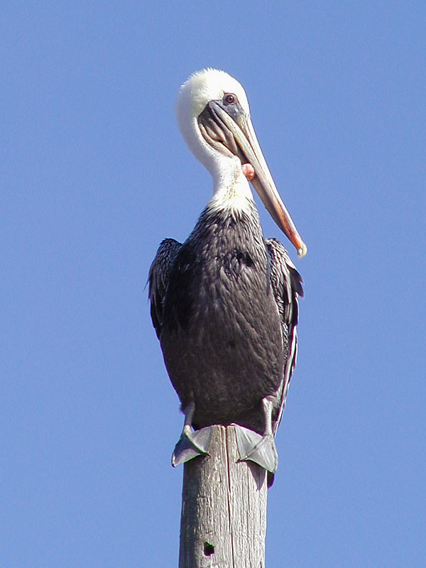 Pelican gives Bronx cheer