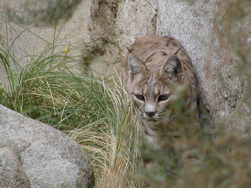 Bobcat