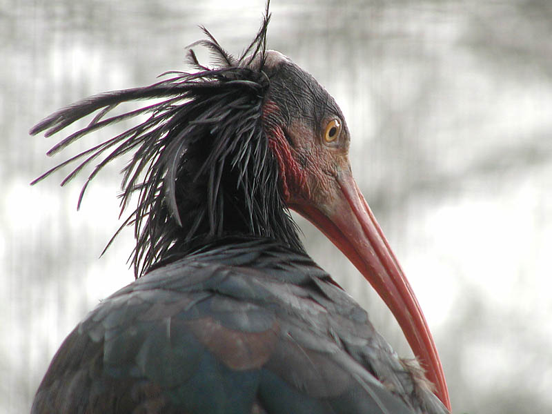 Disadvantage of beak that fits in electrical outlet