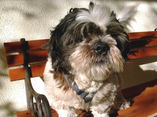 Pets- ChinChin on Bench