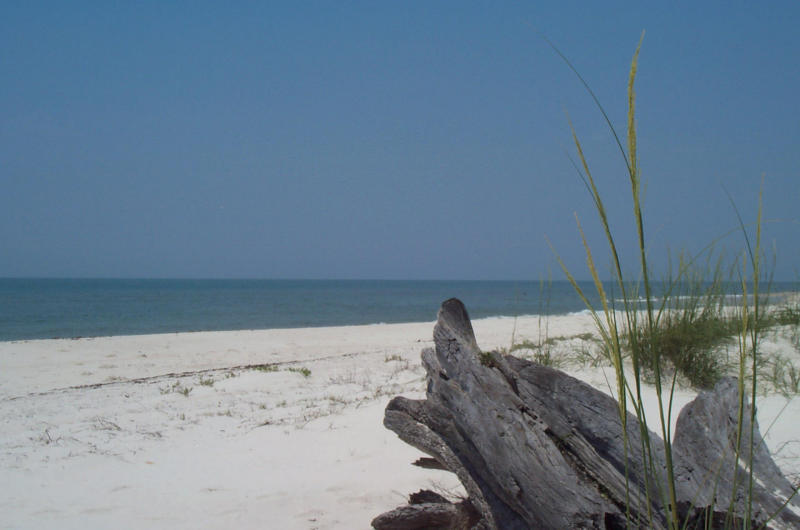a study in driftwood