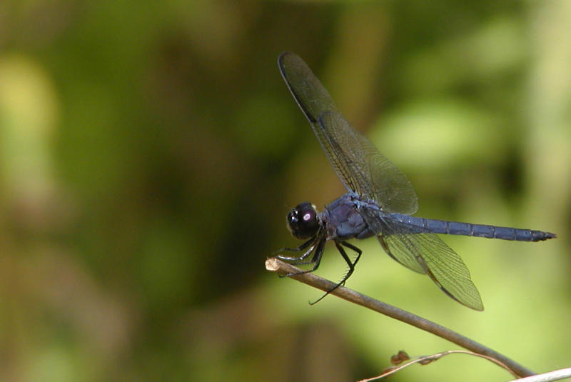 aP1010060.jpg