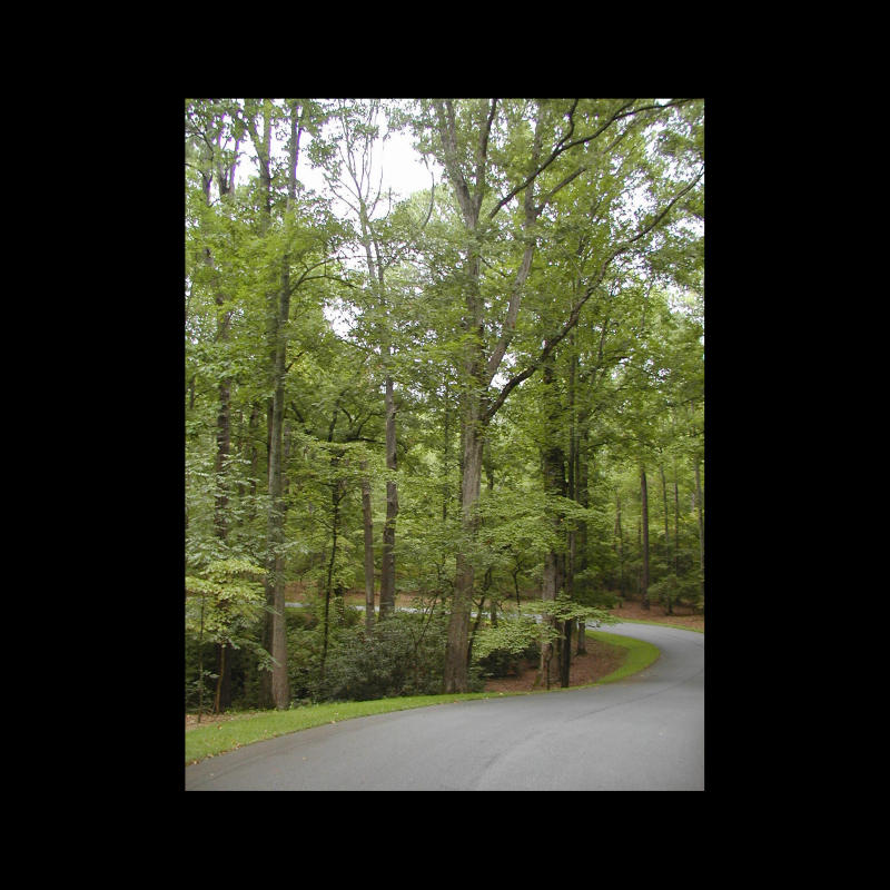 Road Less Traveled 2.jpg