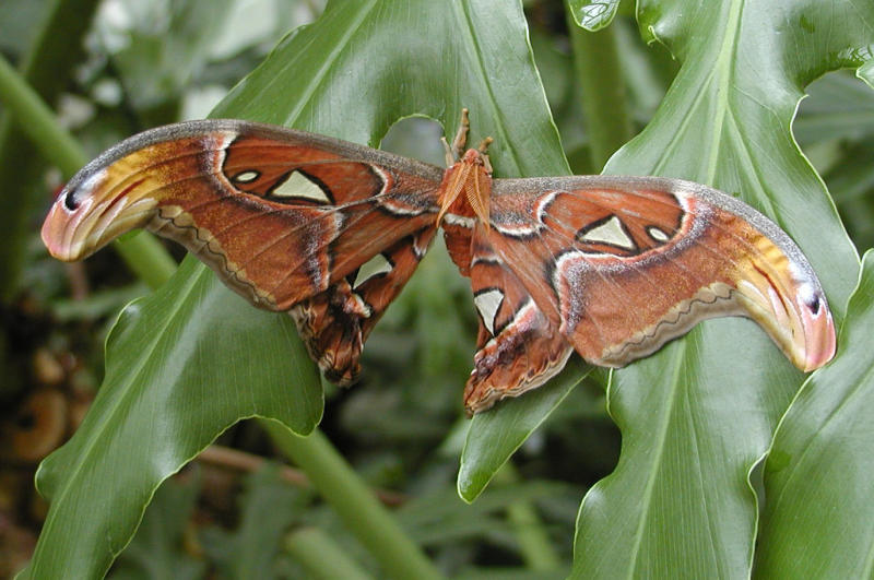 Giant Moth.JPG