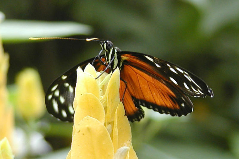 Monarch.JPG