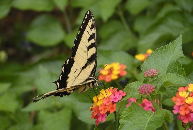 Swallowtail 2.JPG