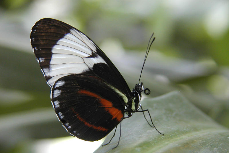 Tiger Longwing.JPG