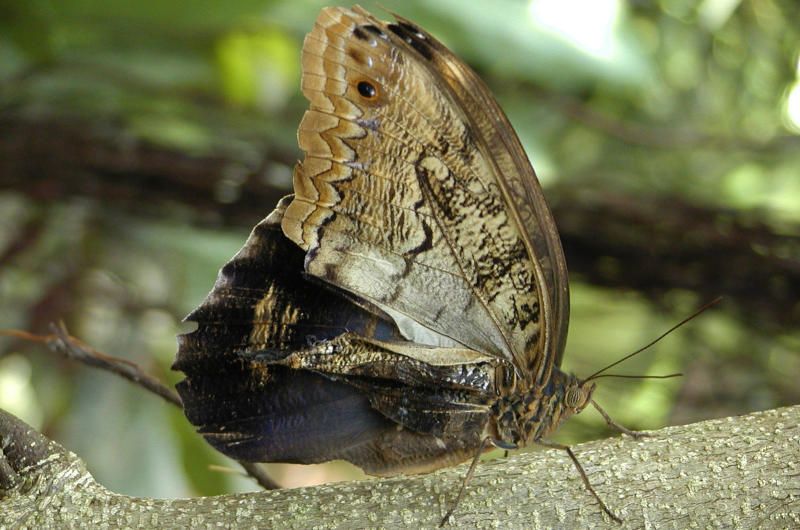 owl butterfly.JPG