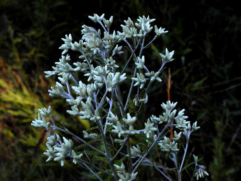 blueweed copy.jpg