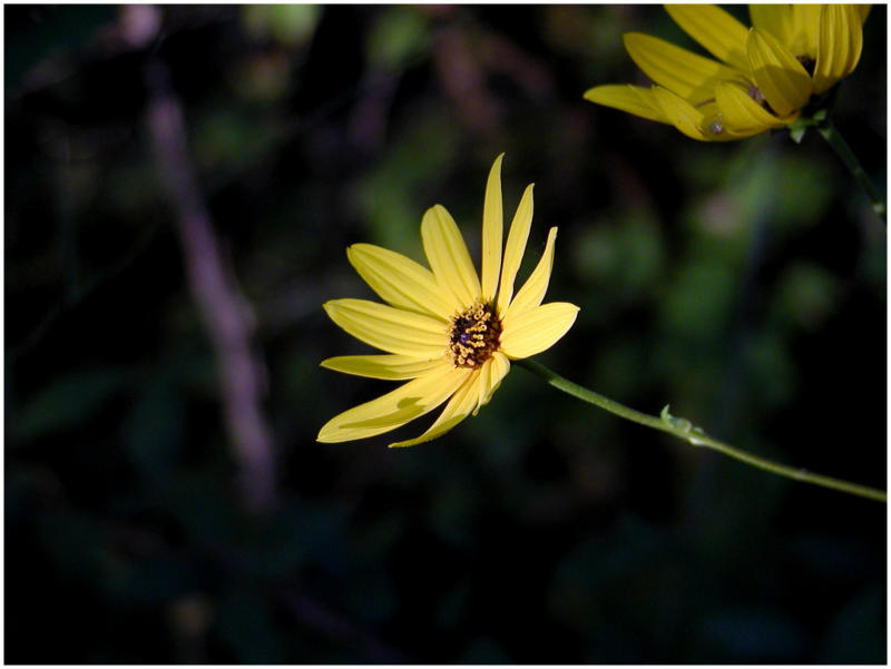 buttercup copy.jpg