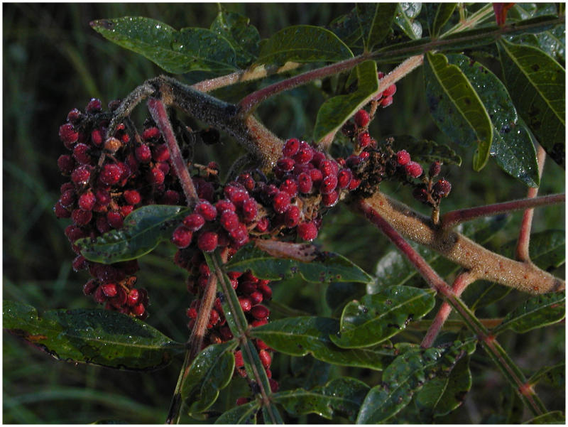 fallberries.jpg