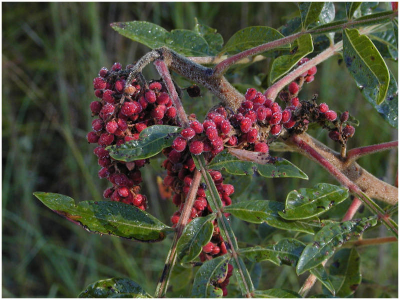 fallberries2.jpg