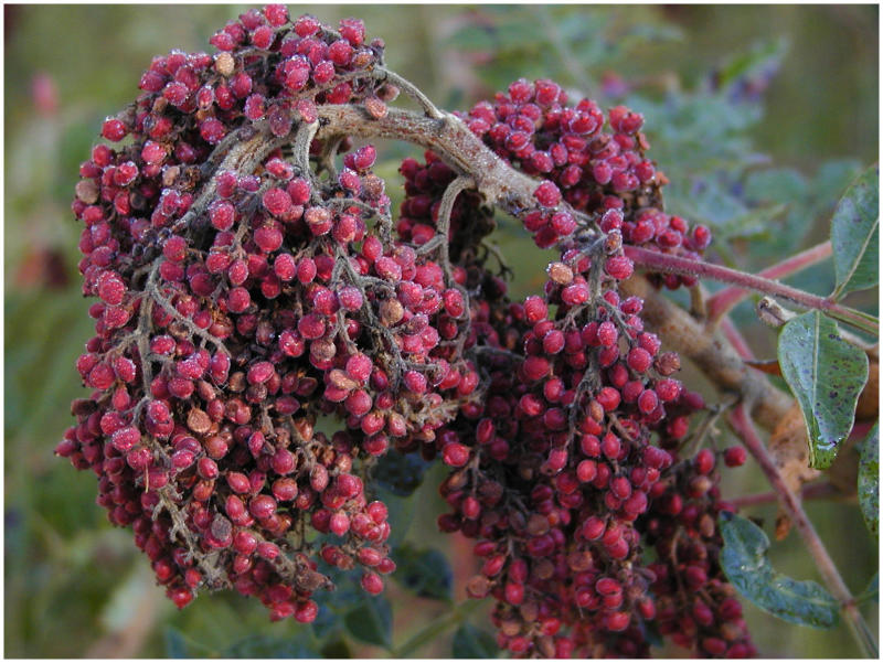 fallberries4.jpg