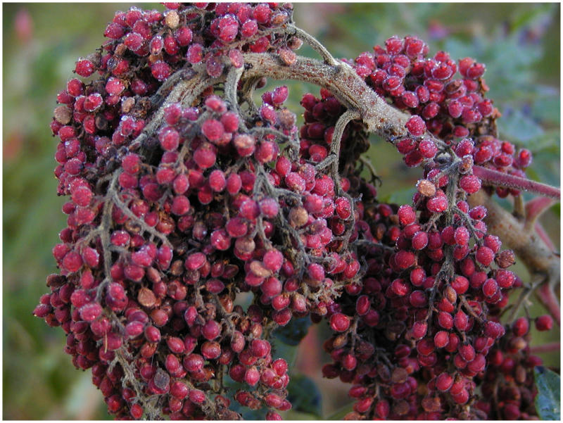 fallberries5.jpg