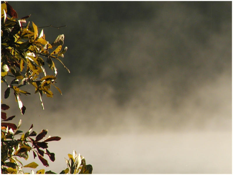 fog&leaf.jpg