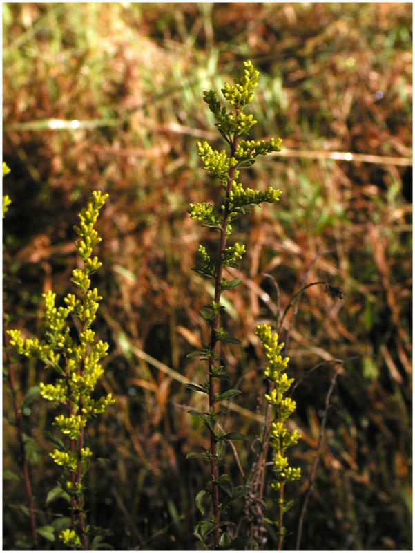 goldenrod copy.jpg