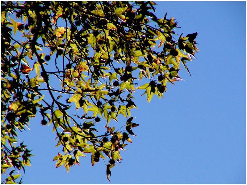 greenbranch copy.jpg