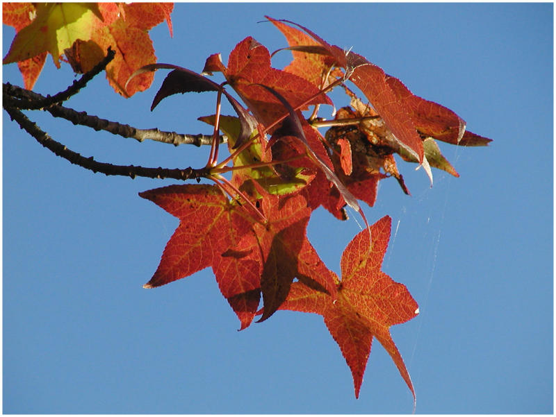 leaf.jpg
