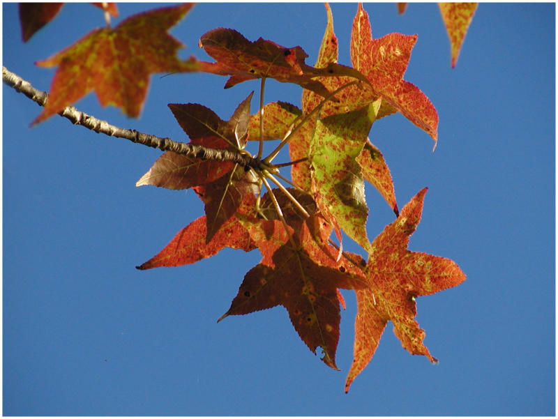 leaf3.jpg