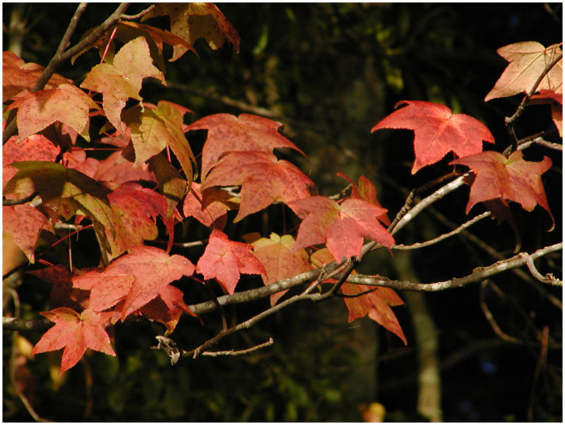 redbranch.jpg
