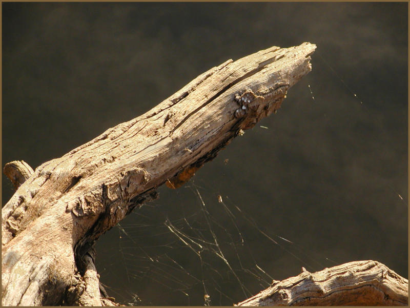 treewithweb.jpg