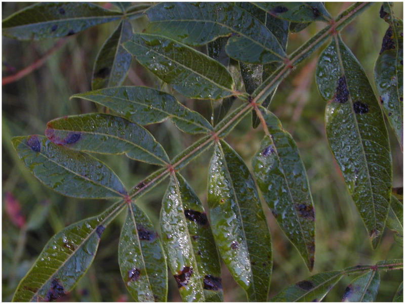 wetleaves.jpg