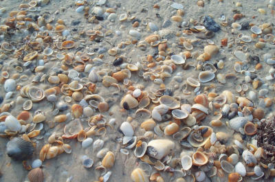 so many shells, so little time