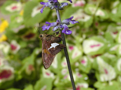 P1010003.JPG