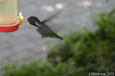 Hummingbirds