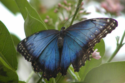 Blue Morpho.JPG