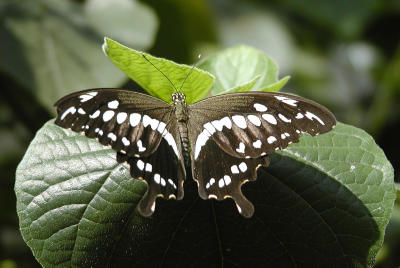lime swallowtail.JPG