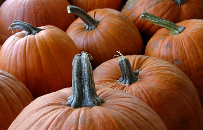 pumpkins_in_the_raw.jpg