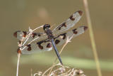 aP1010013.jpg
