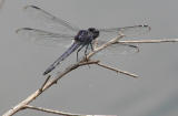 aP1010046.jpg