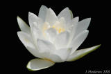 P8260207 copy.jpg