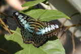 malaysian blue clipper.JPG