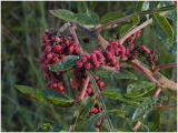 fallberries2.jpg
