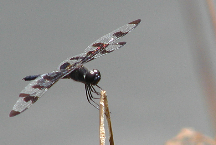 aP1010036.jpg