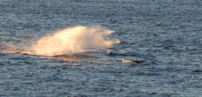 splash and fluke.jpg