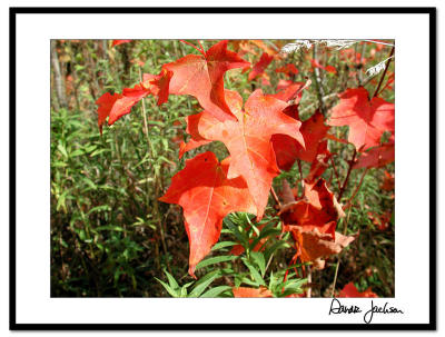 Scarlet Leaves
