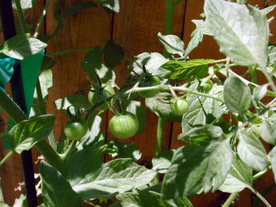 Cherry Tomato plant