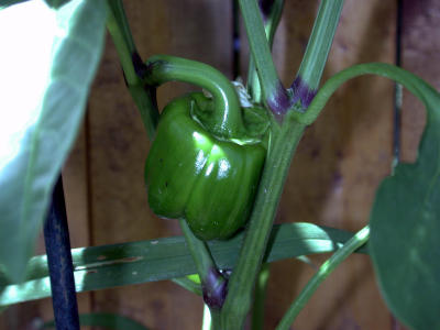 Green Pepper