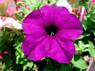 DSCN1070.JPG