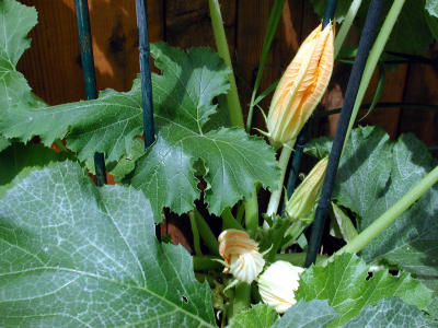 Zucchini