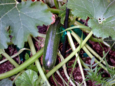 First Zucchini