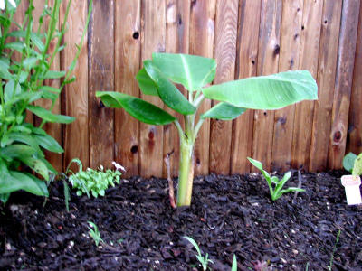 Banana Tree 8-15-01