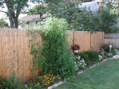 That fence the plant is growing on is 6 feet tall!