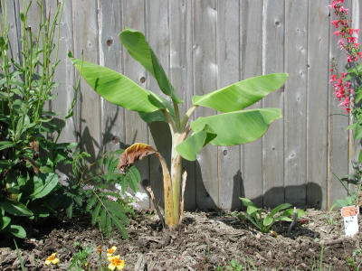 Banana Tree 9-19-01