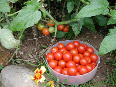 Record 54 tomatoes - still more coming